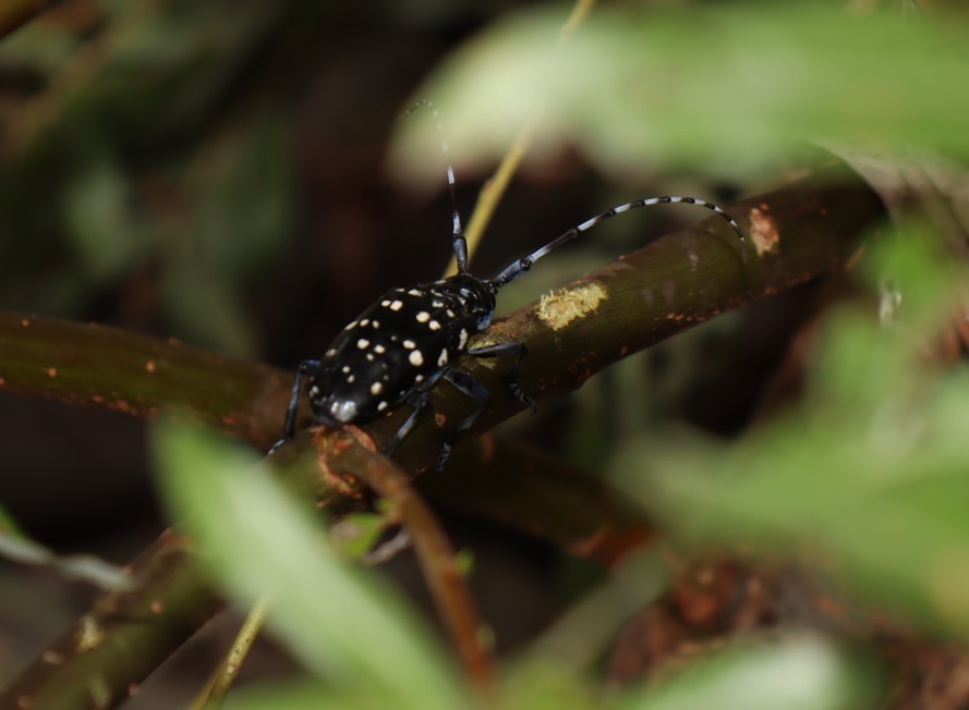 妙高高原・関川 河原のヤナギ林 産卵中のゴマダラカミキリの雌 2021年8月25日13時30分頃 気温32度